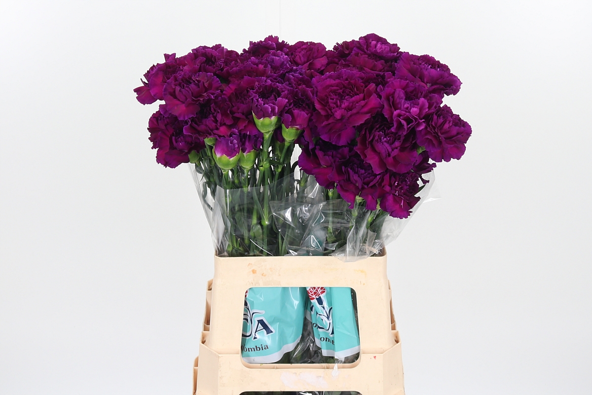 Dianthus Single Zafiro 65cm