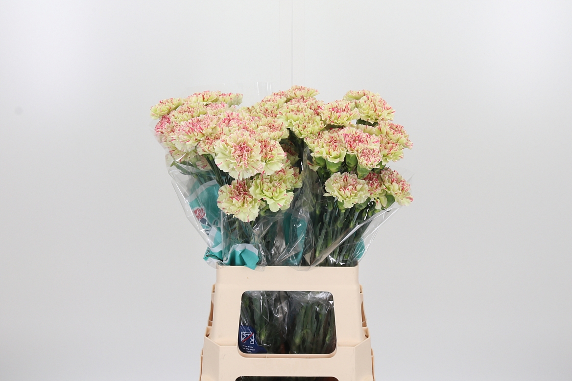 Dianthus Single Mochi 65cm