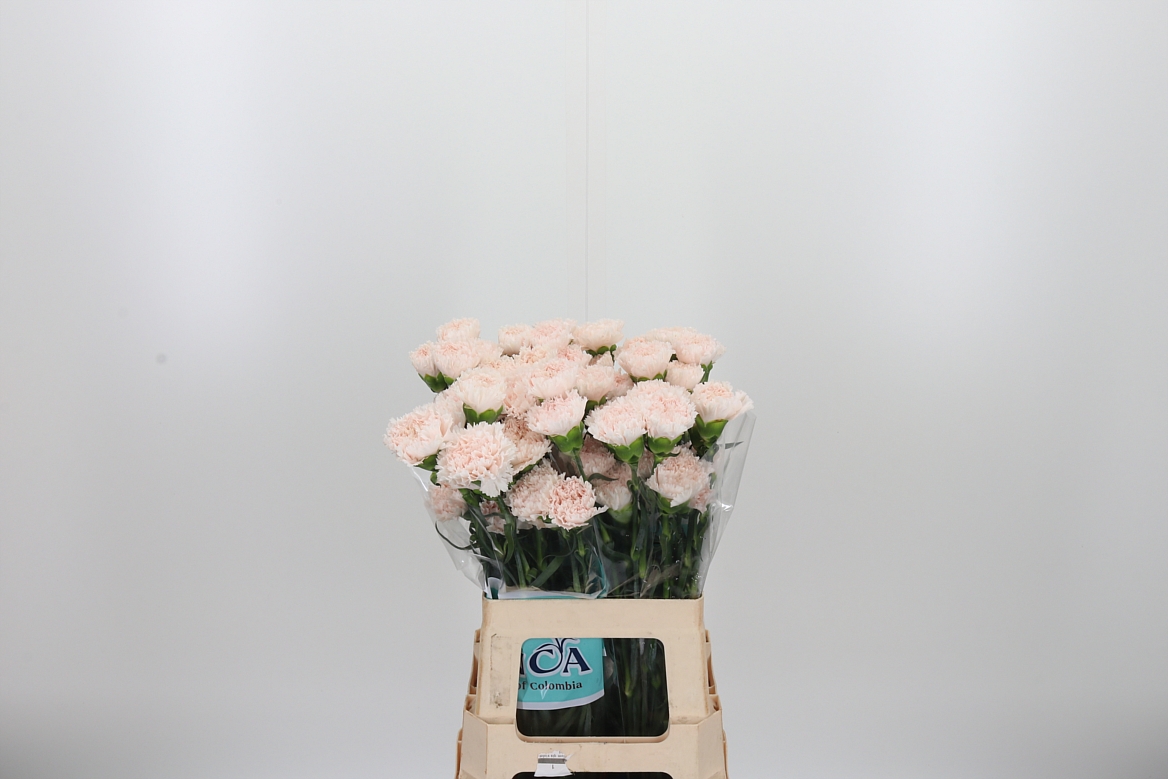 Dianthus Single Brut 65cm