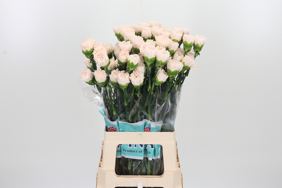 Dianthus Single Brut 70cm