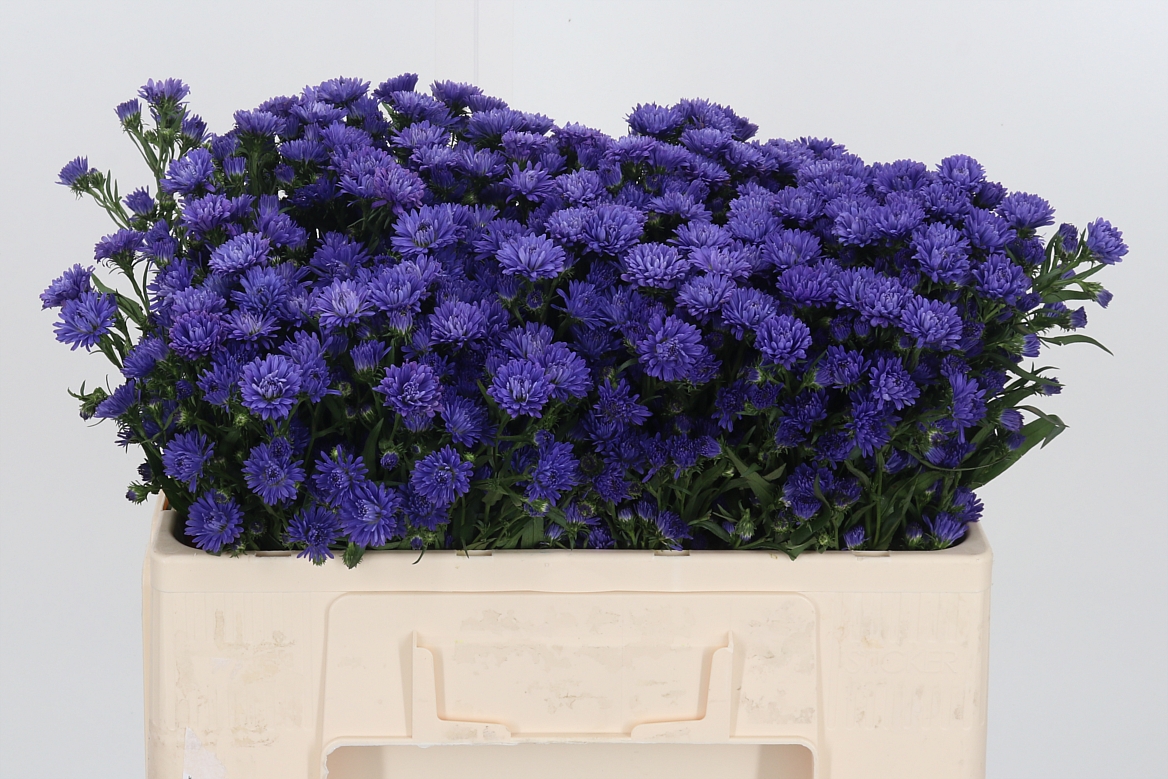 Aster Astee Dark Milka 50cm 15gr.