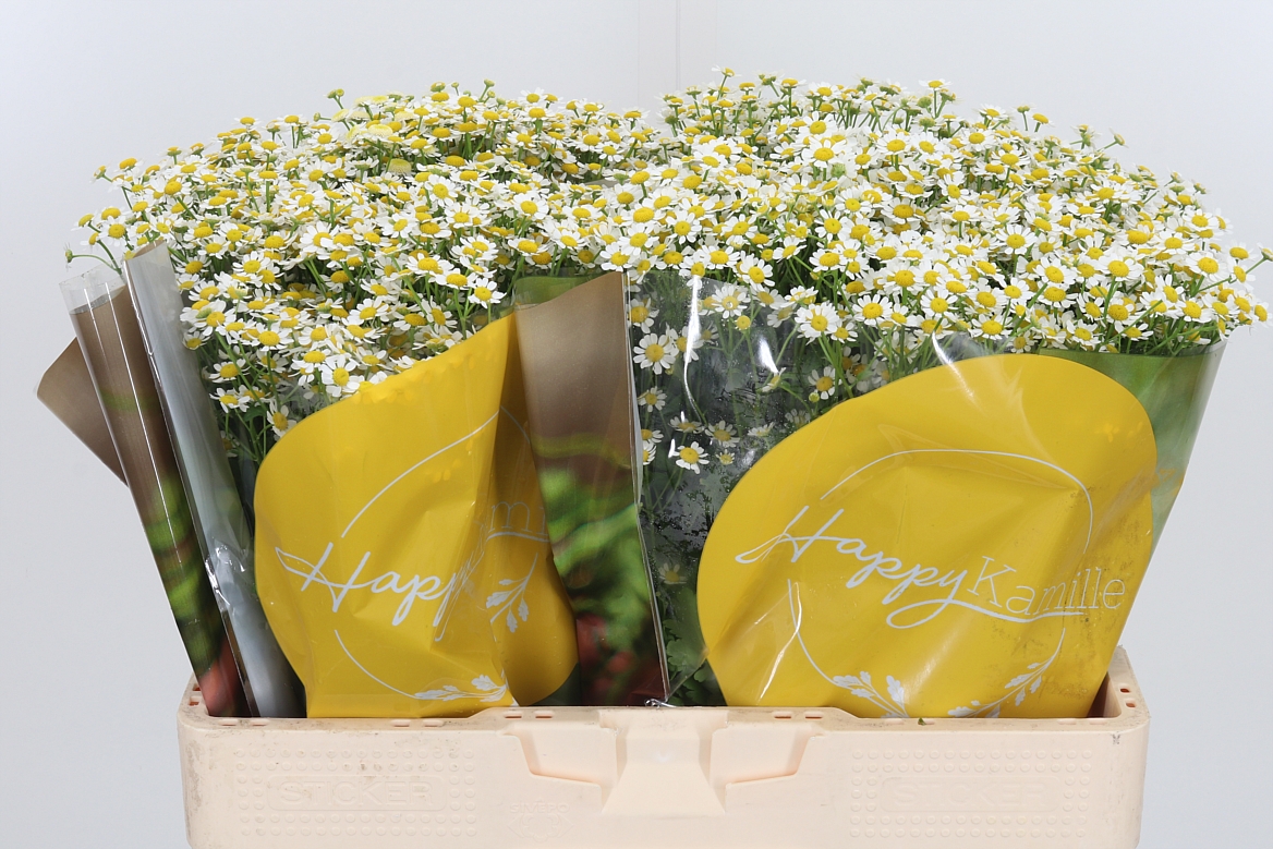 Tanacetum Single Vegmo 55cm