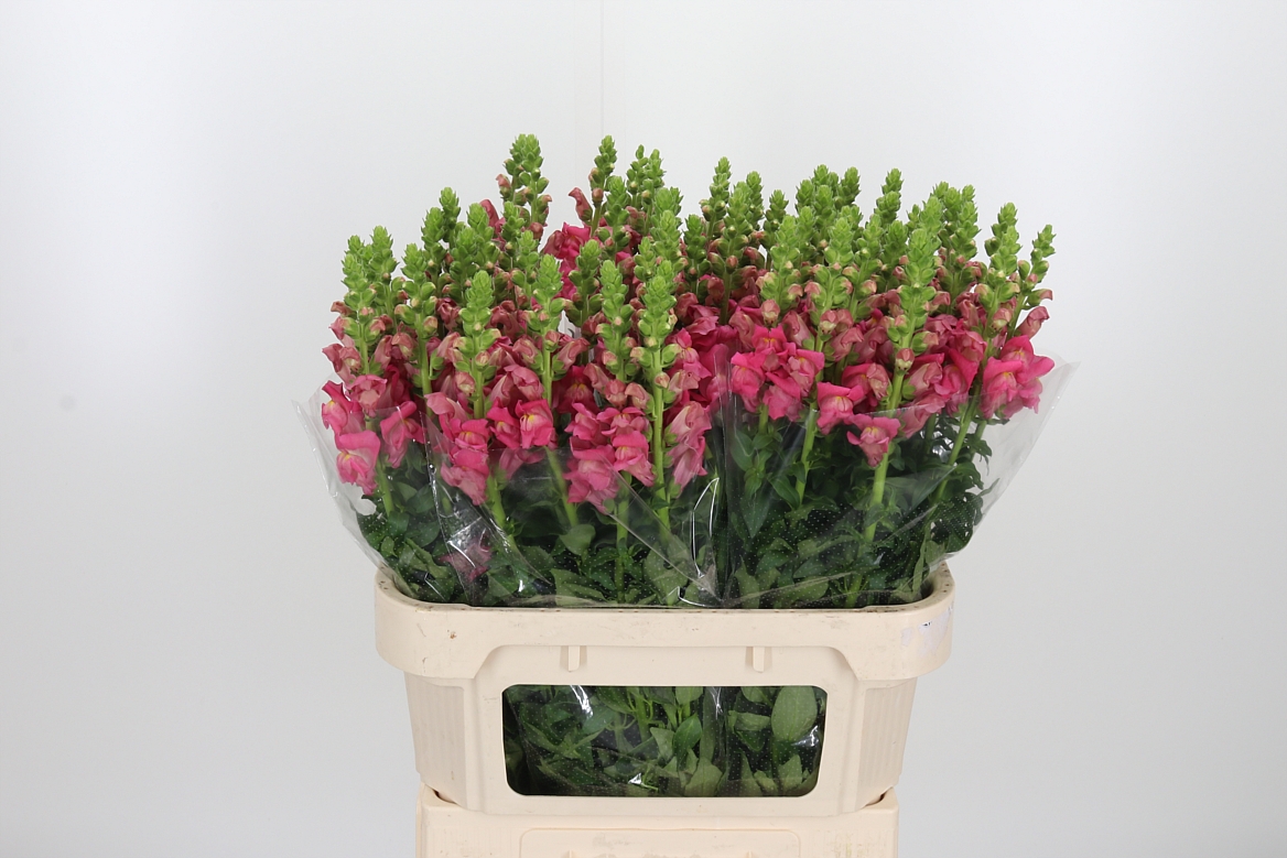 Antirrhinum Avignon Cherry Rose 80cm