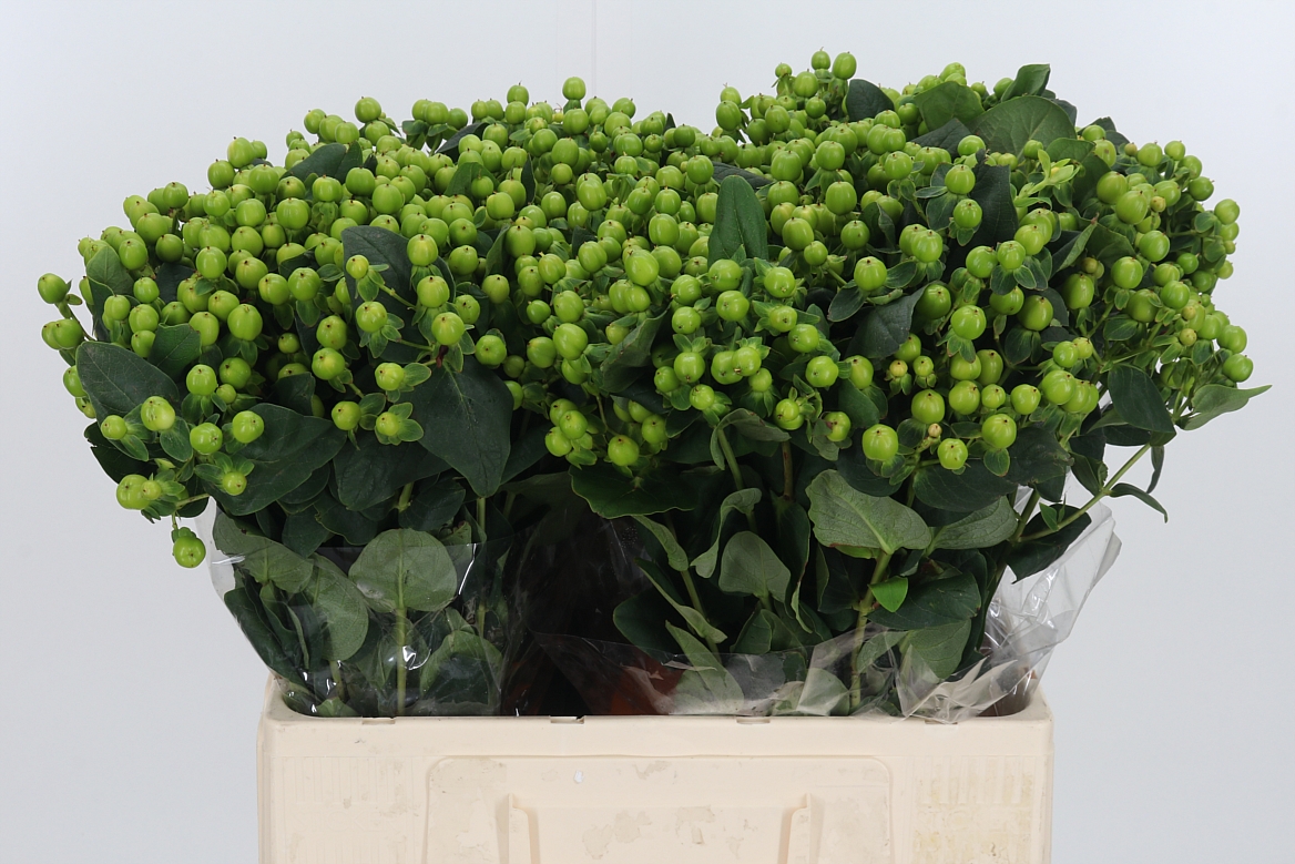 Hypericum Magical Green Reviva 60cm
