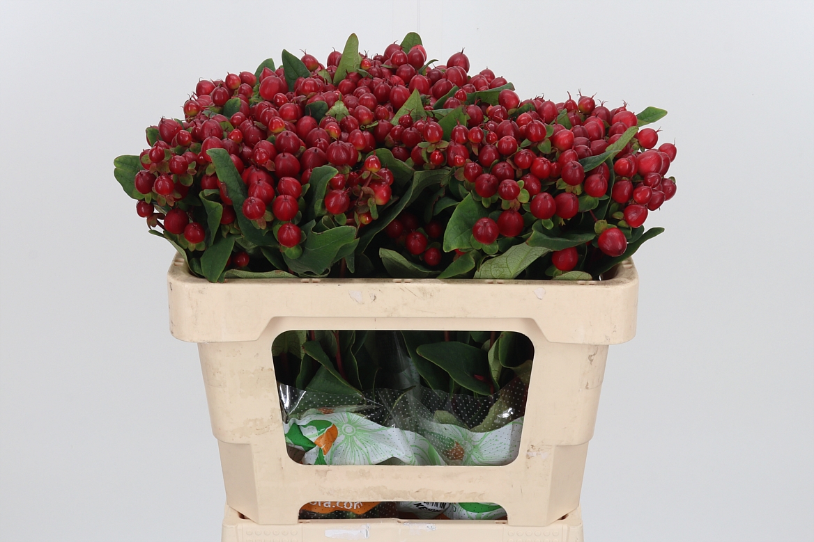 Hypericum Magical Maroon 50cm