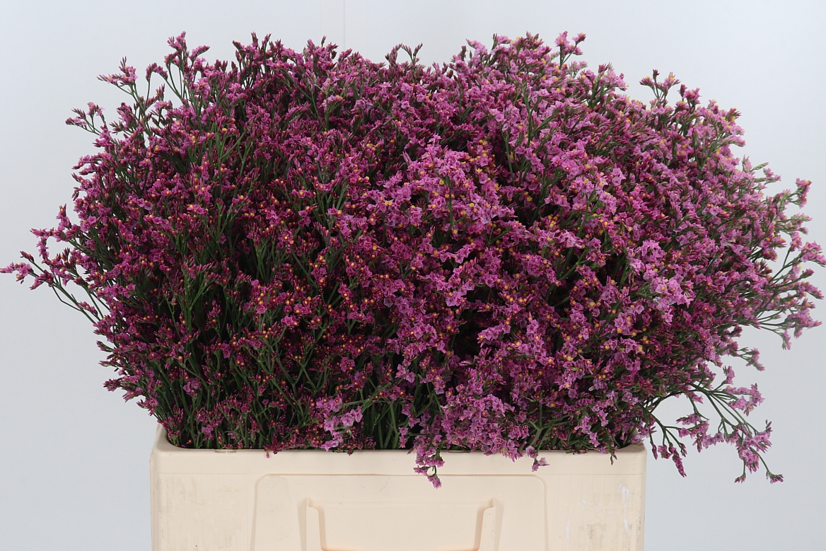 Limonium Sinense Sensy Pink Beauty 60cm 20gr.