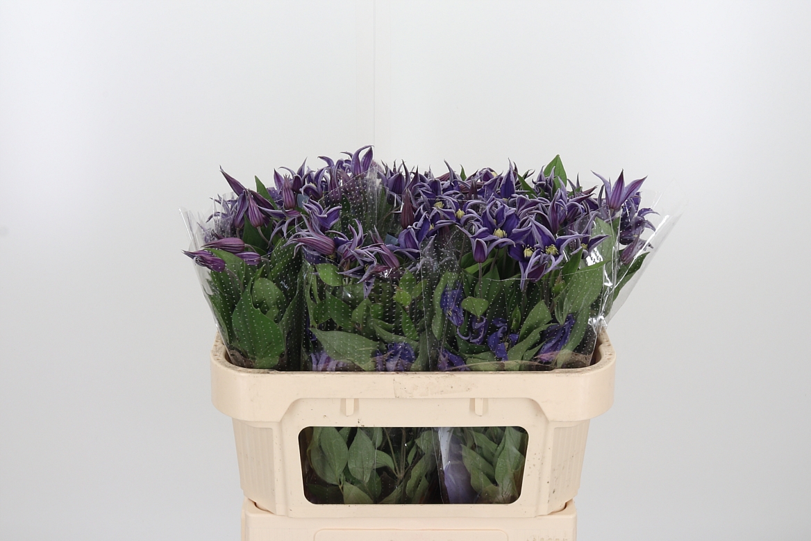 Clematis Blue Pirouette 70cm