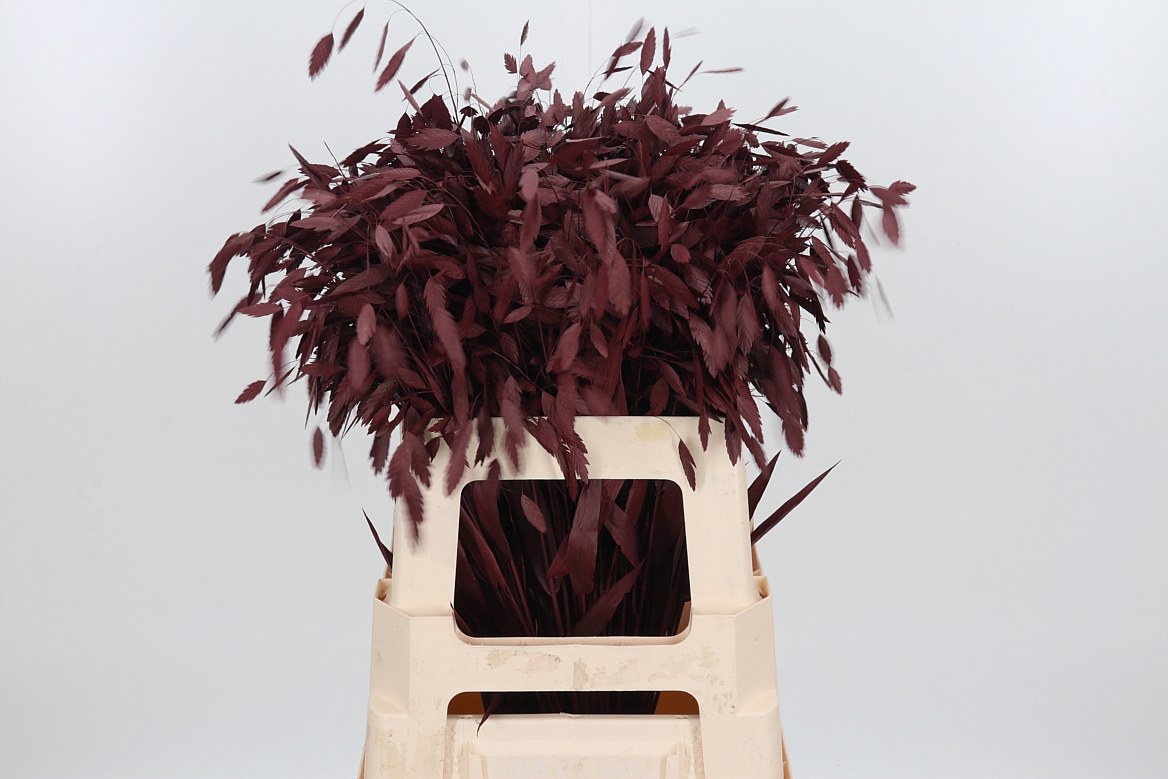 Chasmantium Painted Bordeaux 60cm