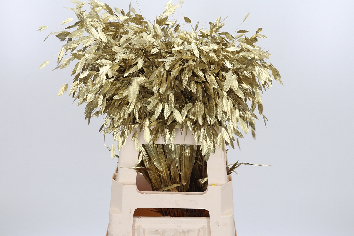 Chasmantium Painted Gold 60cm