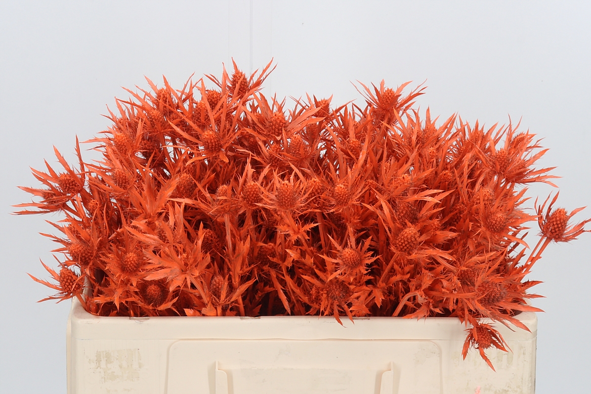 Eryngium Painted Orange 50cm