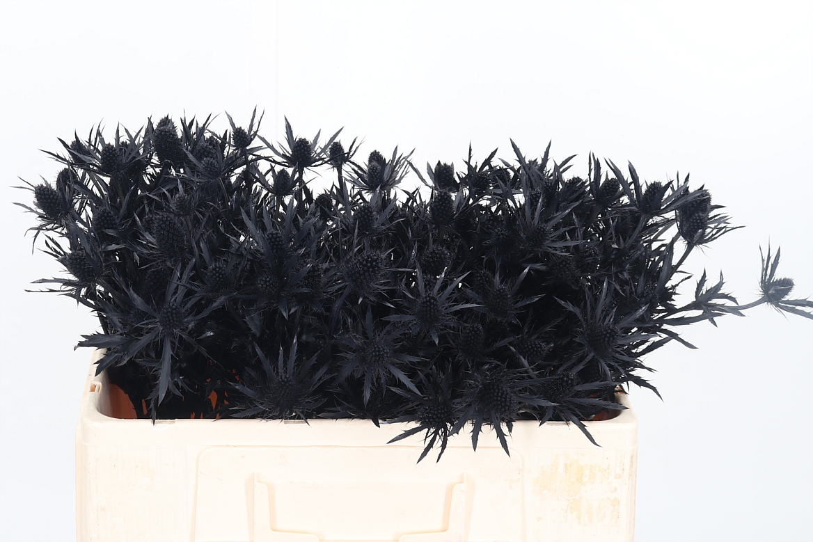 Eryngium Painted Orion Black 50cm