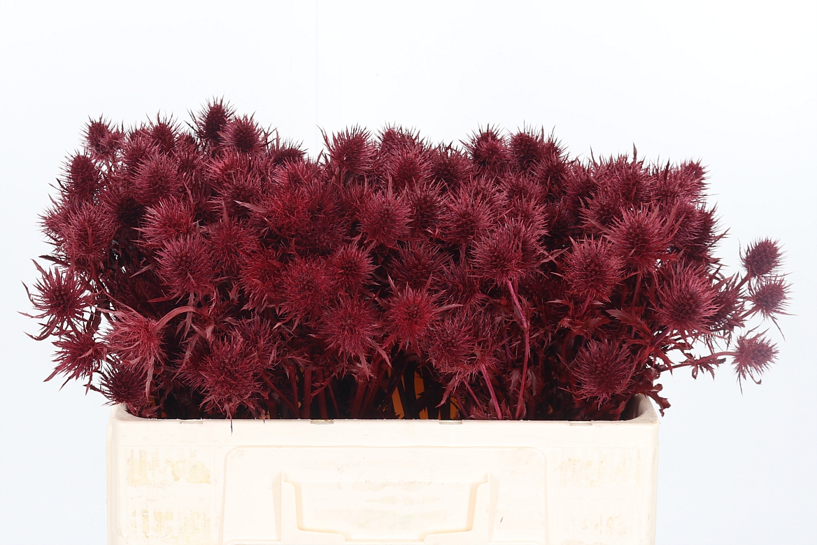 Eryngium Painted Supernova Bordeaux 50cm
