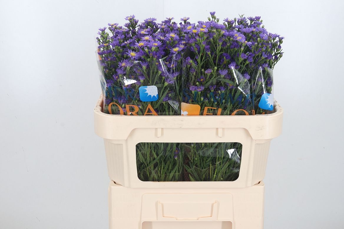 Aster Casamare 70cm 20gr.
