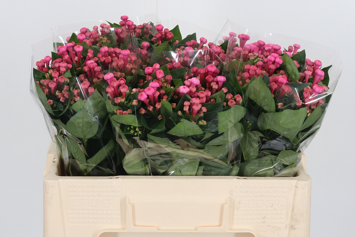 Bouvardia Single Royal Roza 50cm