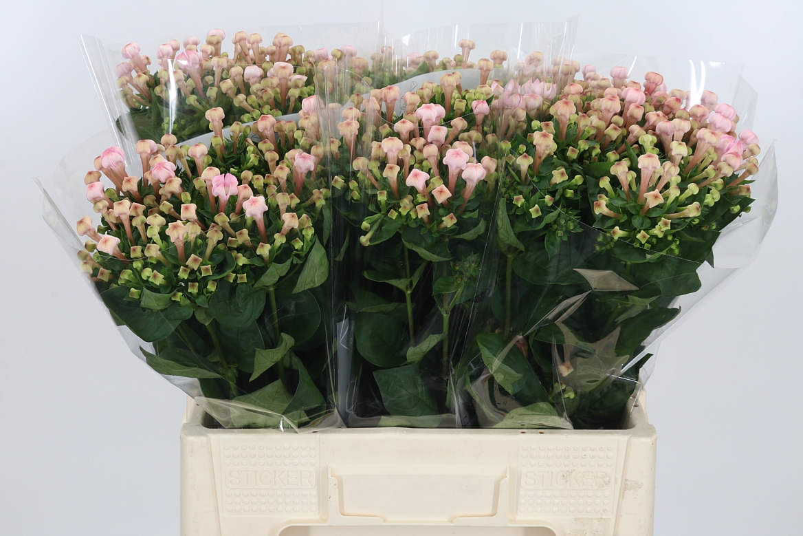 Bouvardia Single Sweet Jewel 60cm