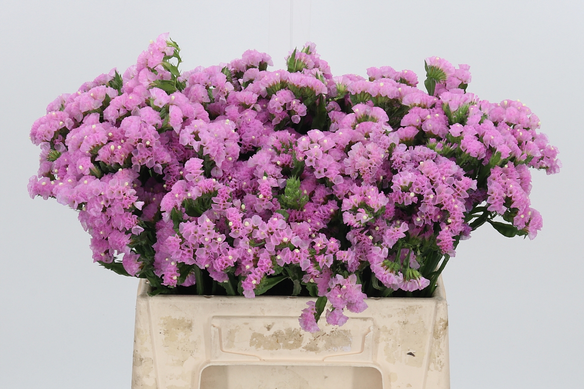 Limonium Sinuatum Rosella Sun Birds 40cm 15gr.
