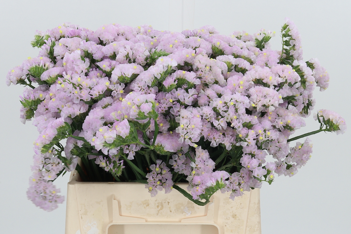 Limonium Sinuatum Sera Sun Birds 40cm 15gr.