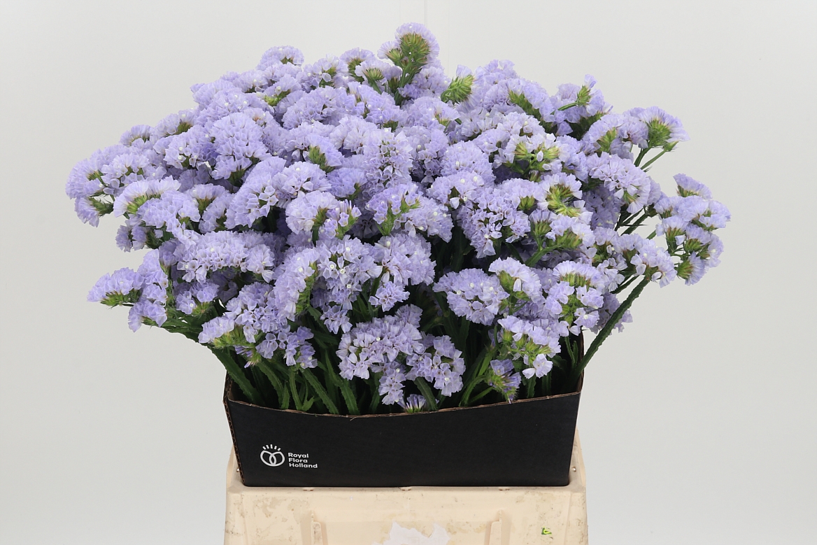 Limonium Sinuatum Donau Birds 50cm 20gr.