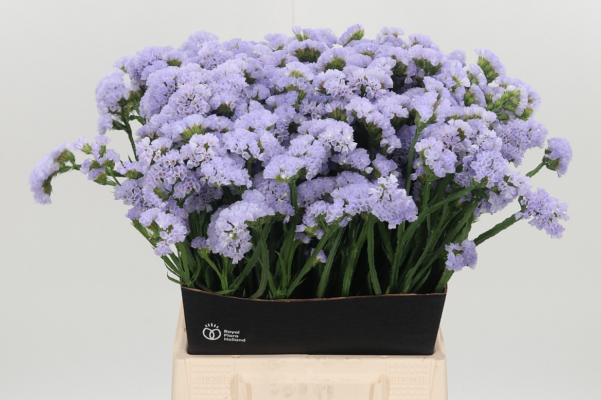 Limonium Sinuatum Donau Birds 50cm 20gr.