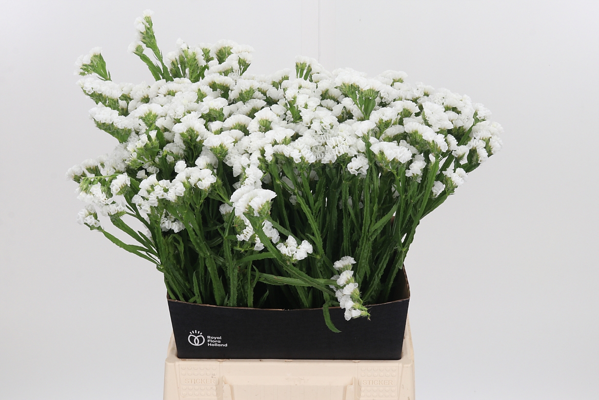Limonium Sinuatum White Starlight Wings 50cm 15gr.