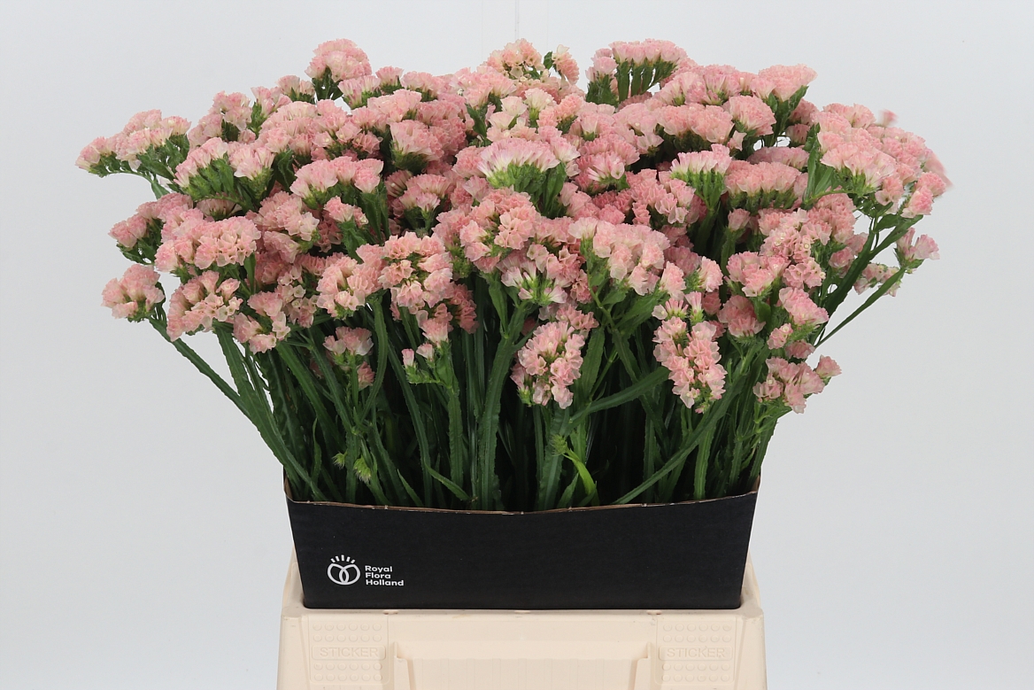 Limonium Sinuatum Peach Wings 50cm 15gr.