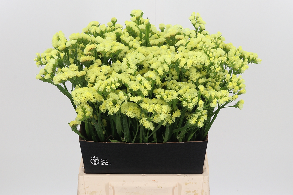 Limonium Canary Sun Birds 50cm 15gr.
