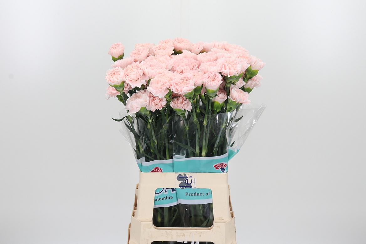 Dianthus Single Charisma 70cm