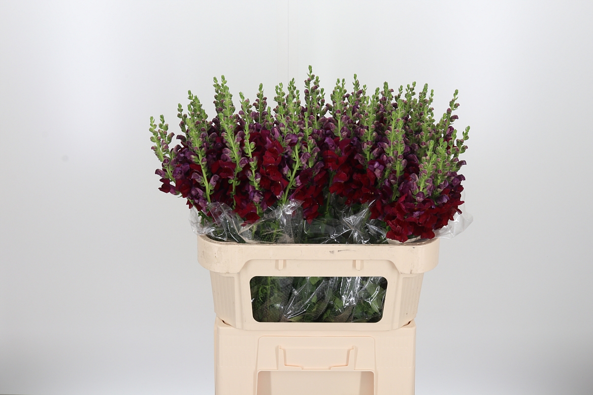 Antirrhinum Potomac Crimson 75cm