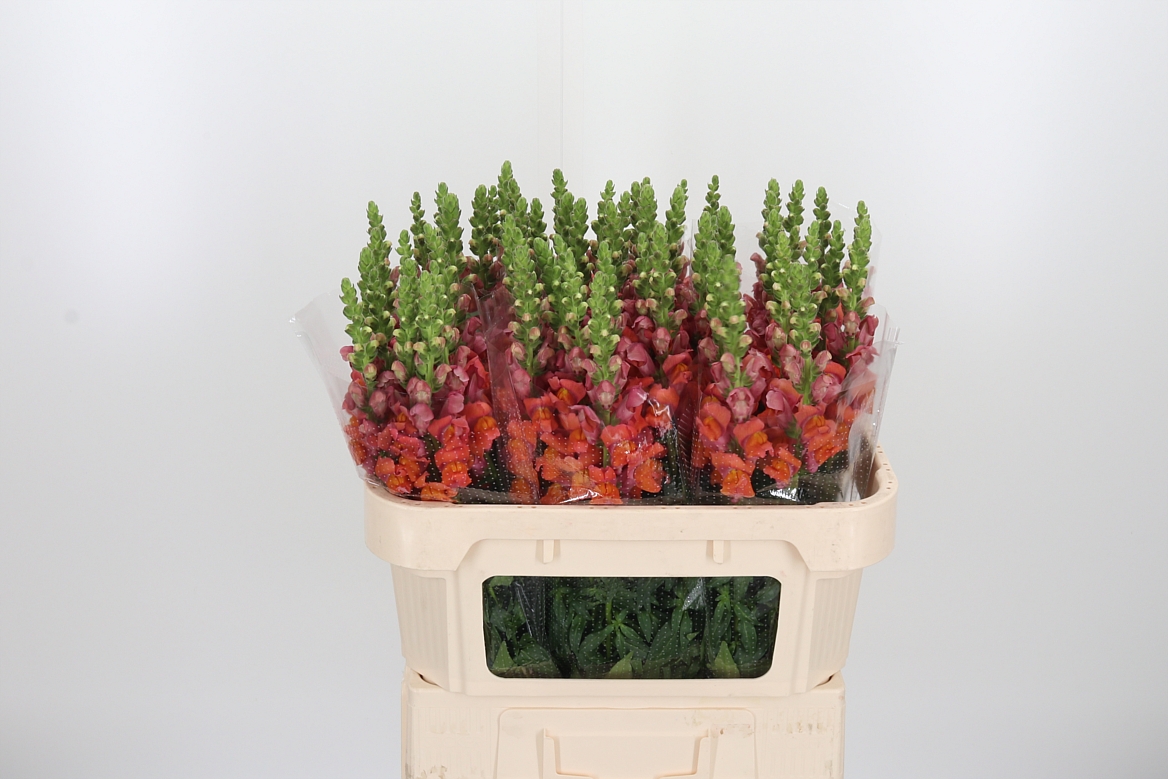 Antirrhinum Avignon Deep Orange 75cm