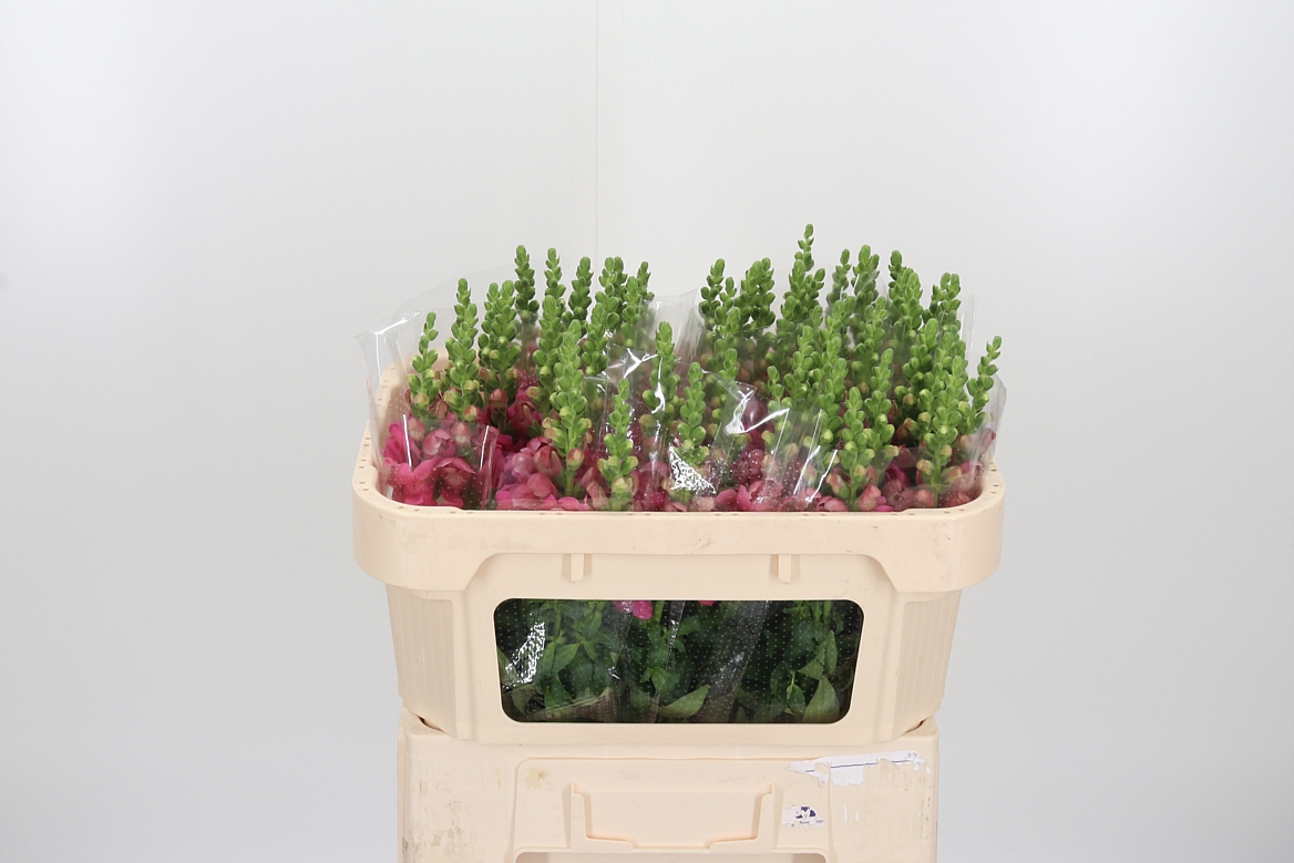 Antirrhinum Avignon Rose 65cm