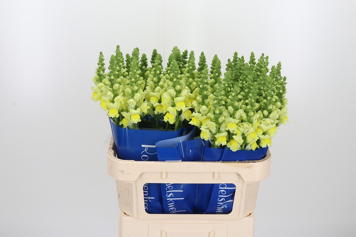 Antirrhinum Potomac Yellow 75cm