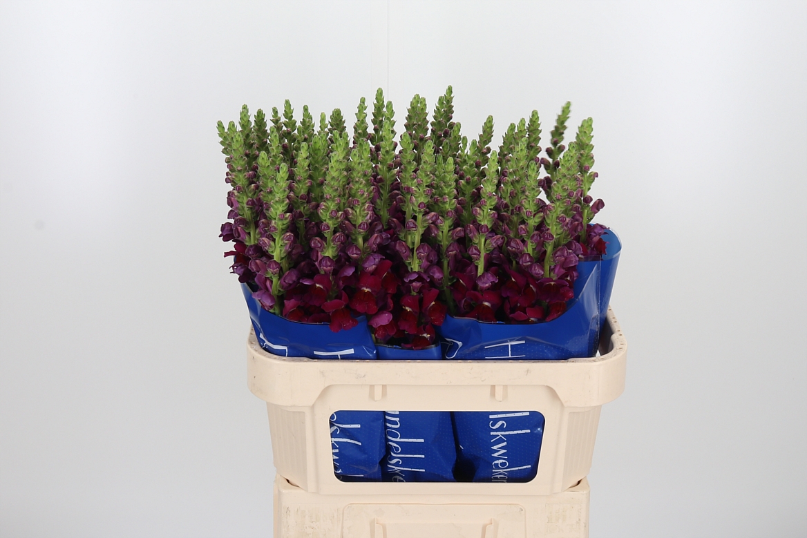 Antirrhinum Potomac Red 75cm