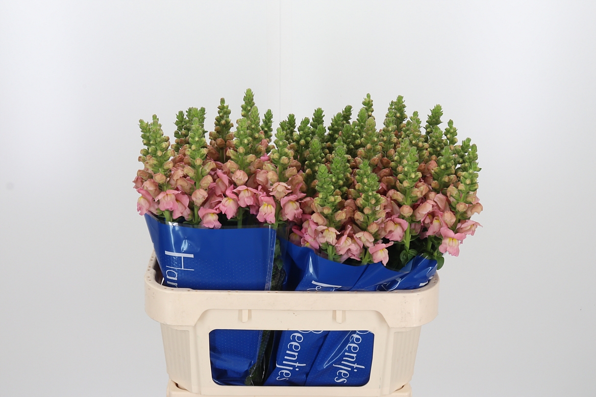 Antirrhinum Antibes Pink 75cm