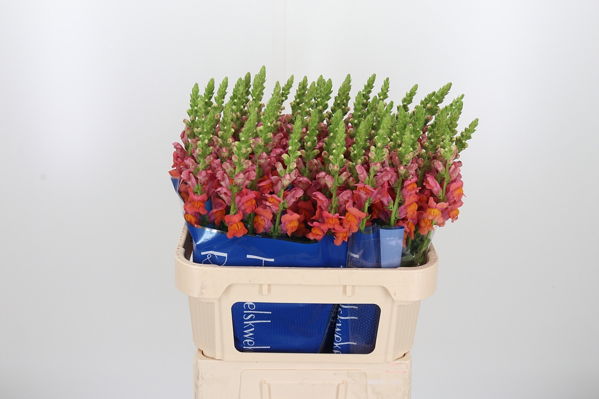 Antirrhinum Antibes Orange 75cm