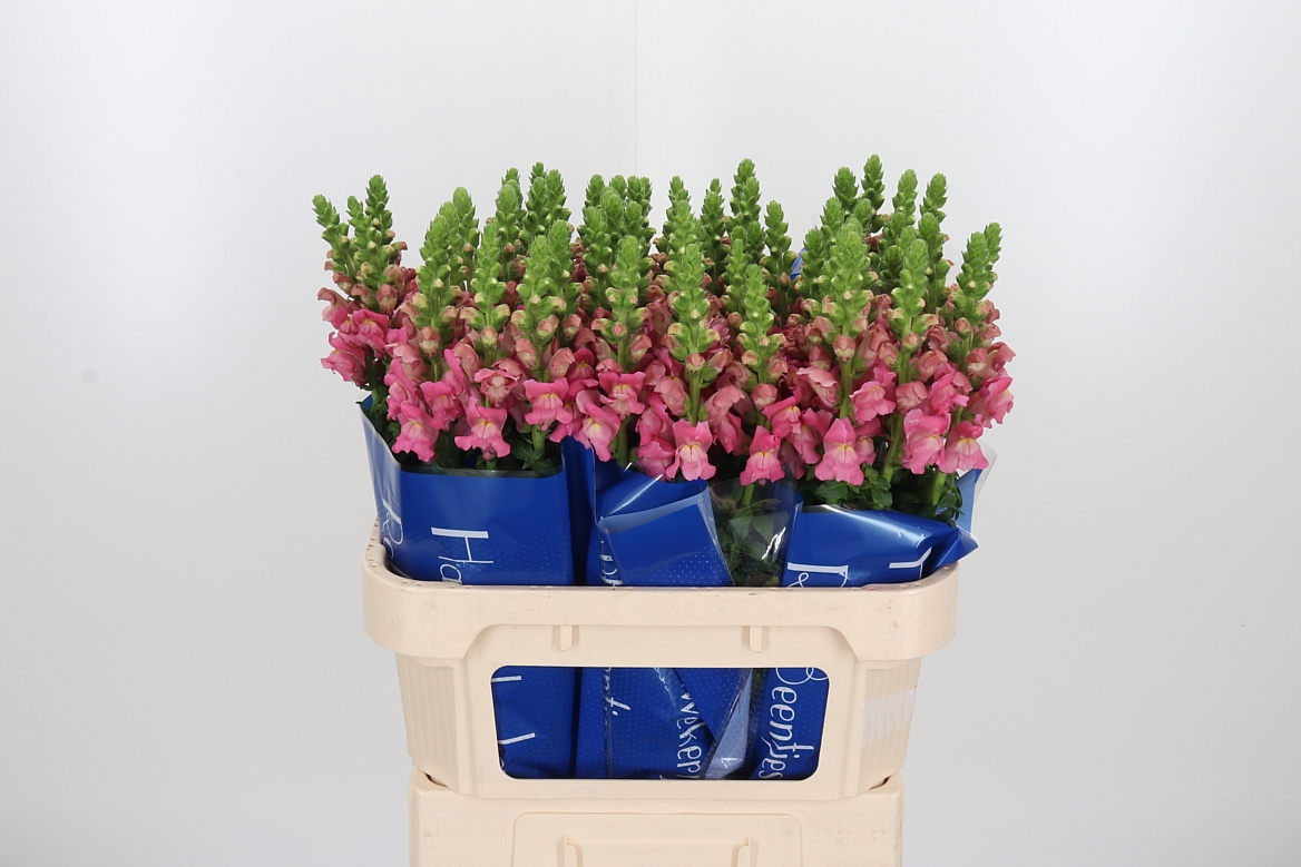 Antirrhinum Avignon Rose 75cm