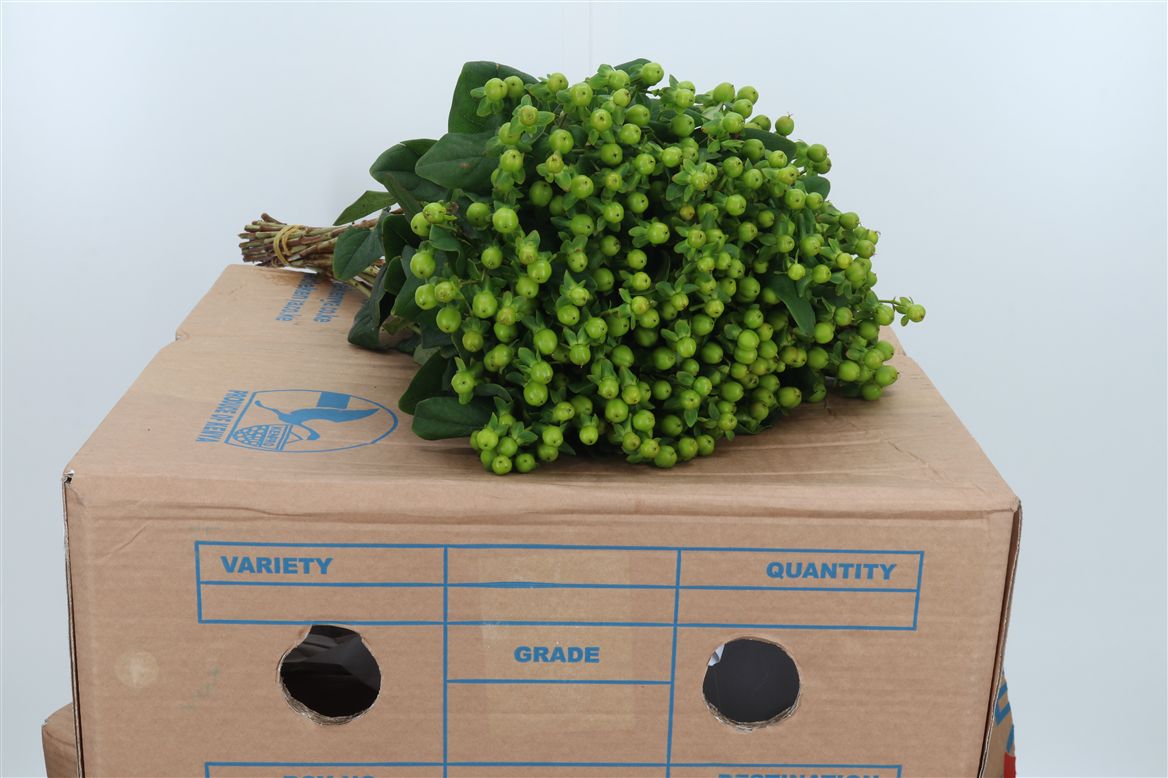 Hypericum Magical Green Reviva 60cm