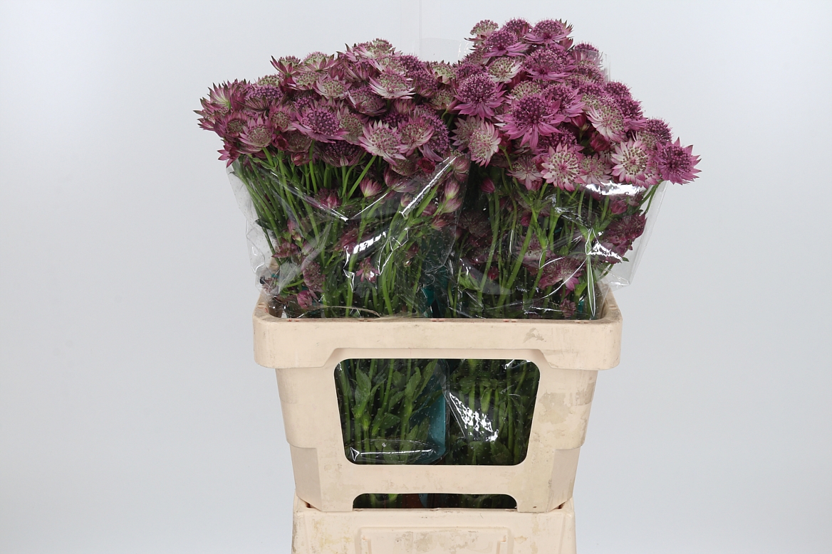 Astrantia Roma 60cm