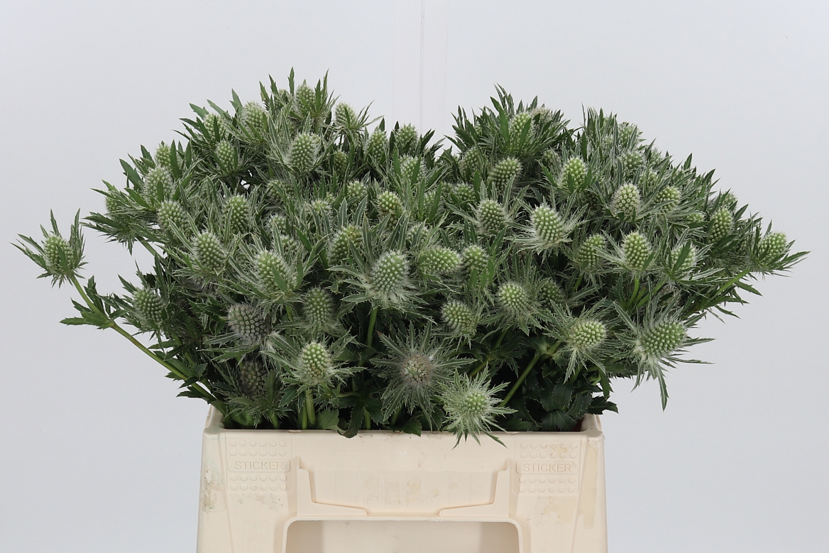 Eryngium Sirius Questar 40cm