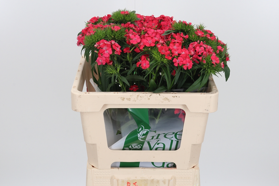Dianthus Barb Sweet Will Coral 54cm
