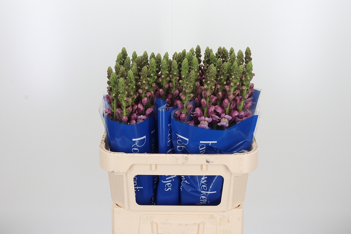 Antirrhinum Potomac Lavender 75cm