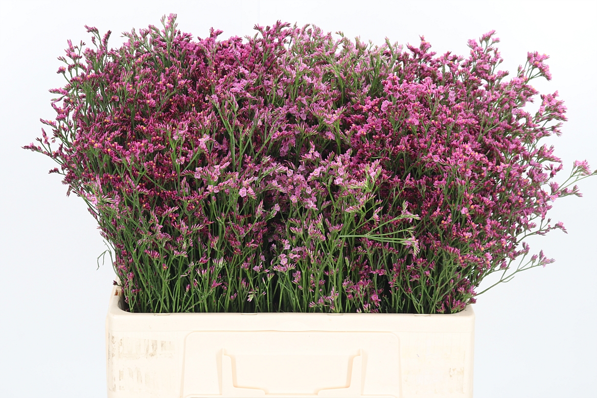Limonium Sinense Sensy Pink Beauty 60cm 20gr.