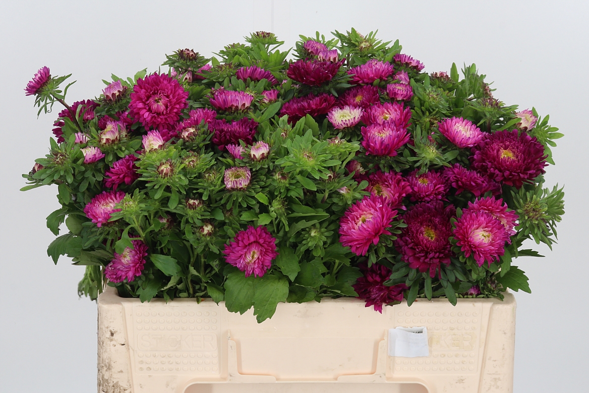 Callistephus Azumi Xl Pink 50cm