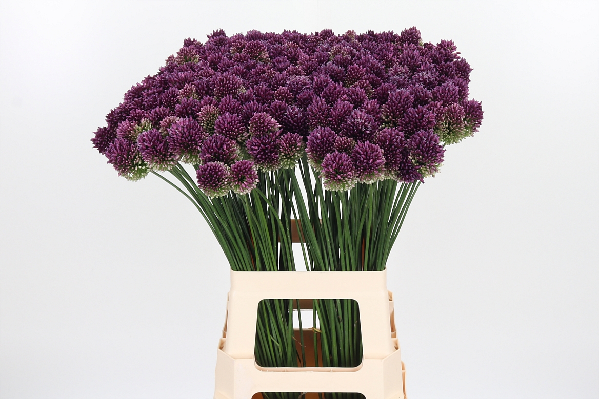 Allium Sphaerocephal 70cm