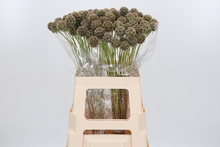 Scabiosa Stellat Zd