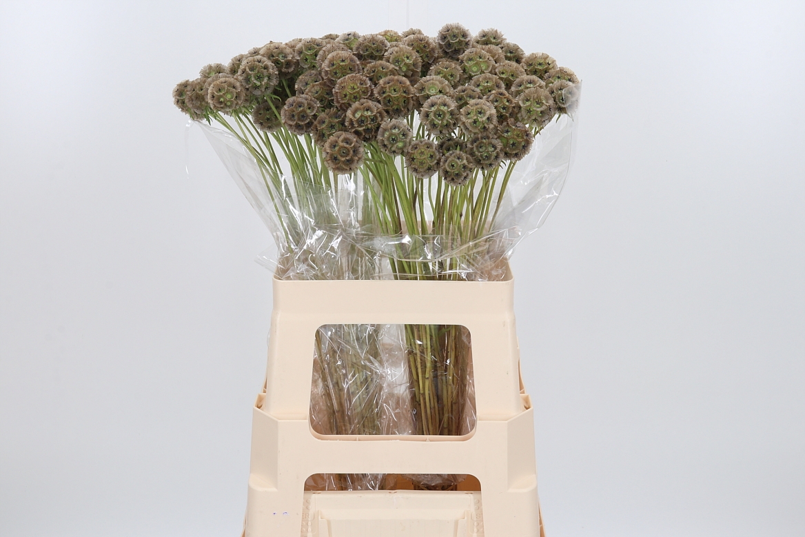 Scabiosa Stellata 60cm