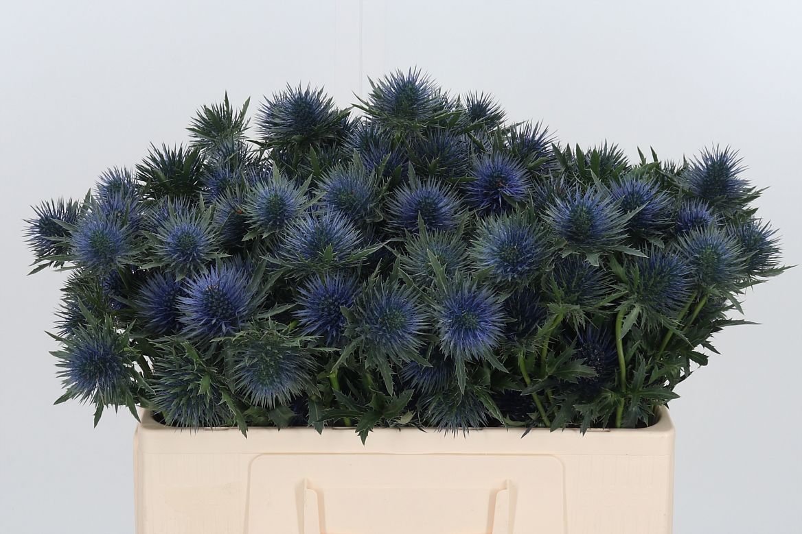 Eryngium Magnetar 50cm