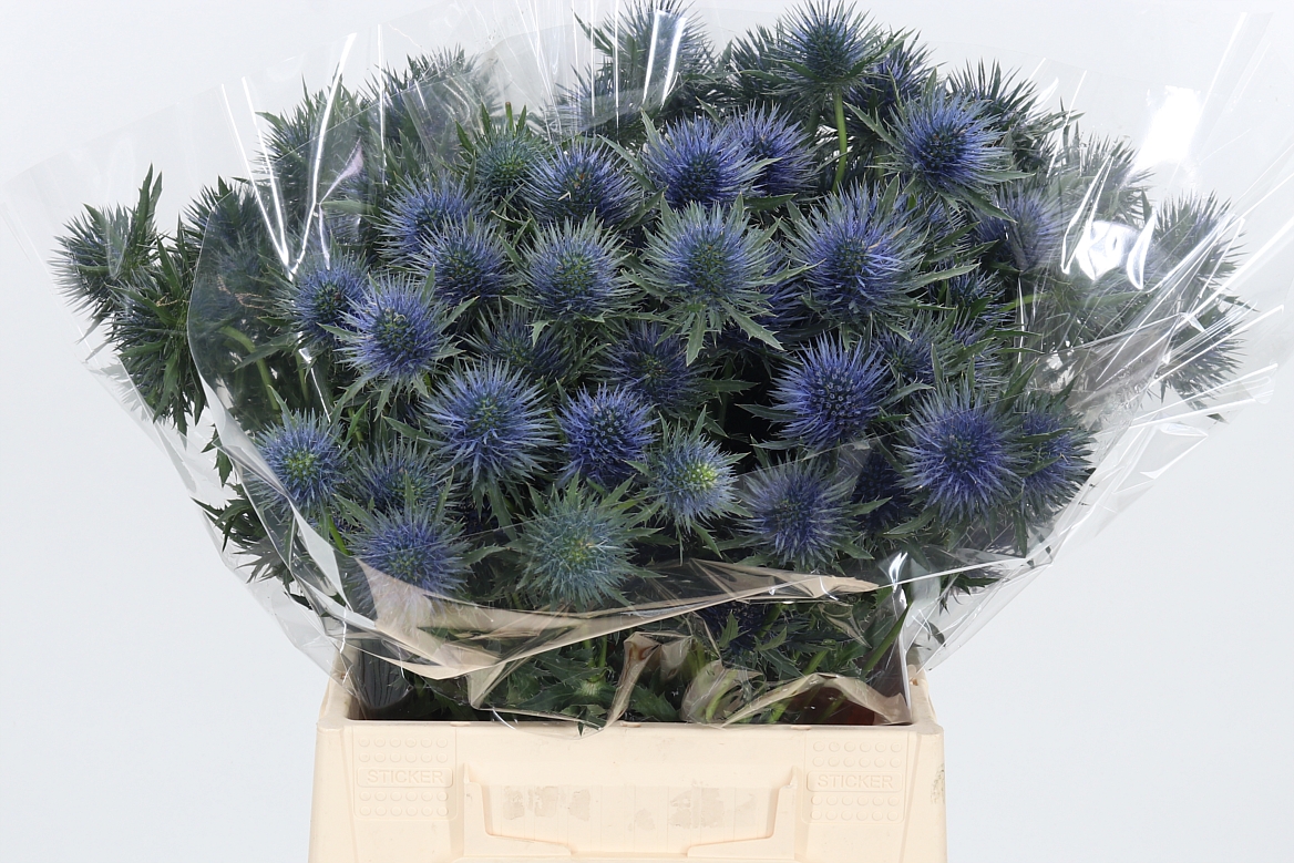 Eryngium Magnetar 40cm