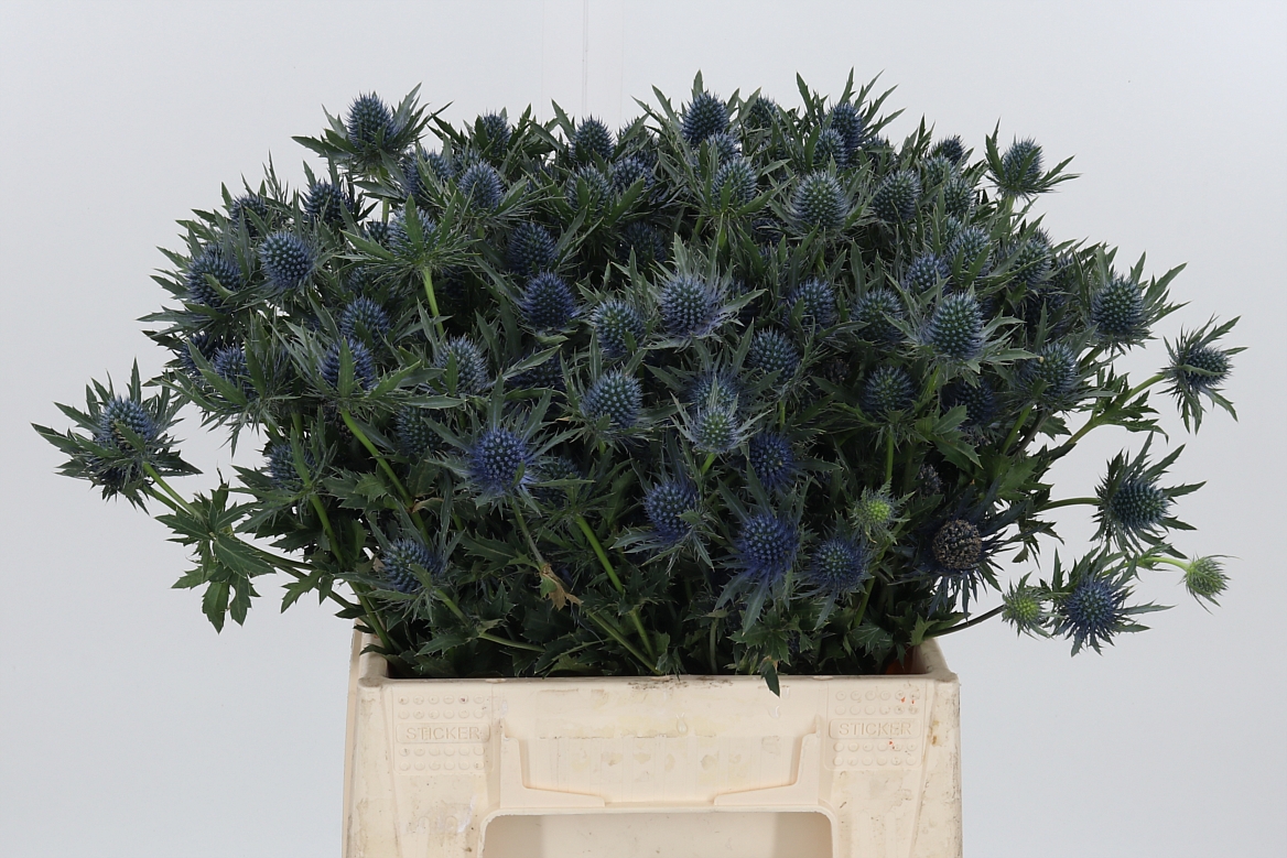 Eryngium Aquarius Questar 40cm