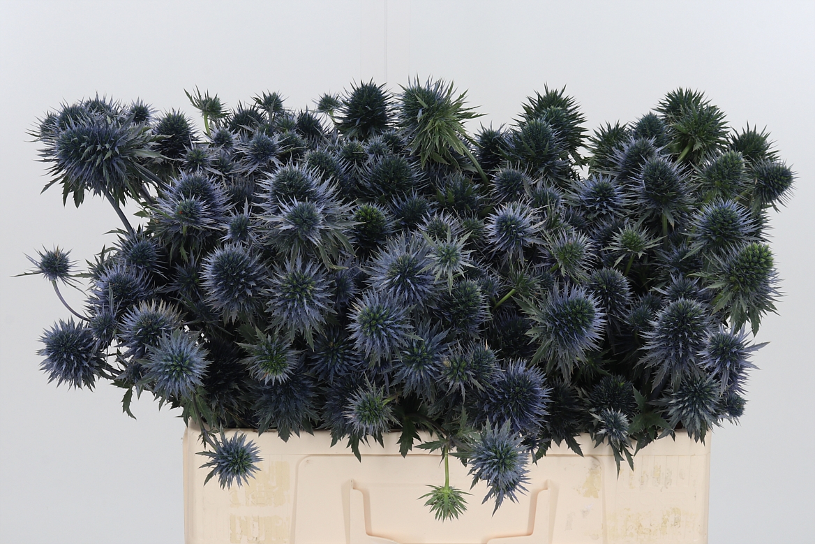 Eryngium Alpinum Scorpius Questar 50cm