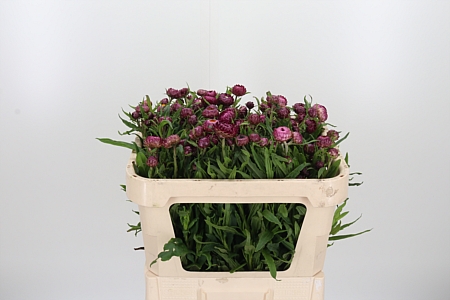 Helichrysum Ov P St